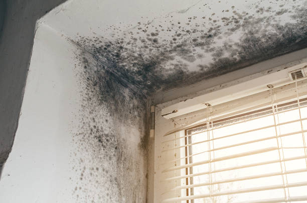 Affordable Mold Remediation solutions in Montvale, NJ